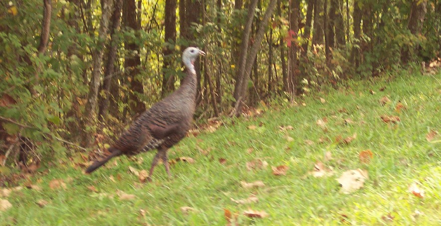 Wild turkey on the parkway